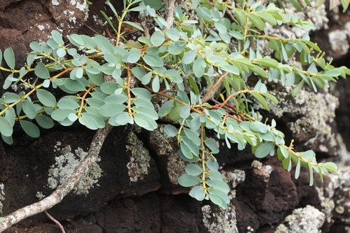 Euphorbia celastroides observed 2026-06-26