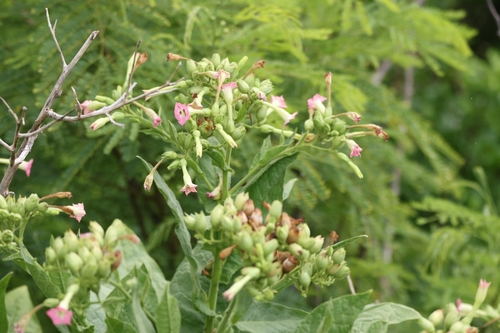 Nicotiana tabacum observed 2026-06-26