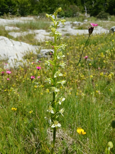 Greater butterfly-orchid