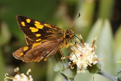 Metisella metis metis