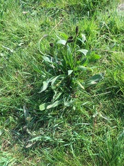 Plantago lanceolata
