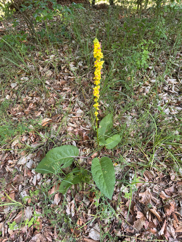 Dark Mullein