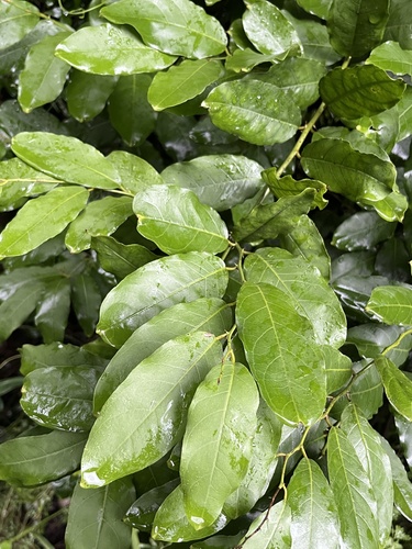 Capparis micracantha, photograph 1