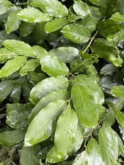 Capparis micracantha, photograph (c) 謝麗霦, some rights reserved (CC BY)