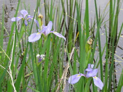 Iris hexagona