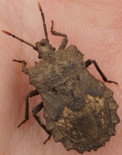 Megymenum gracilicorne
