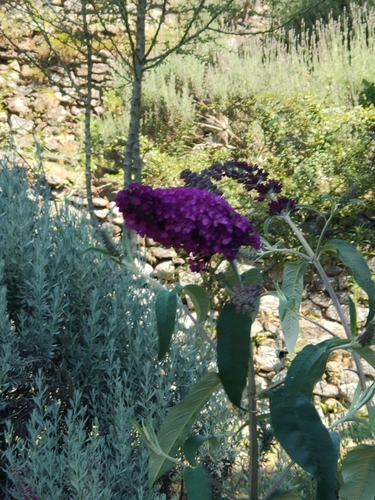 Butterfly bush