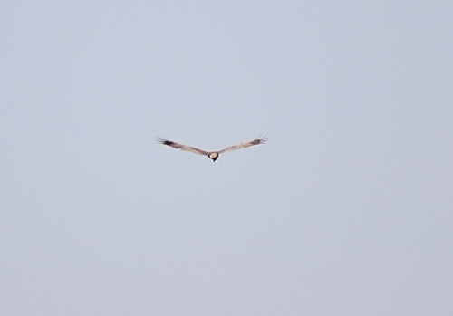 Western Marsh Harrier