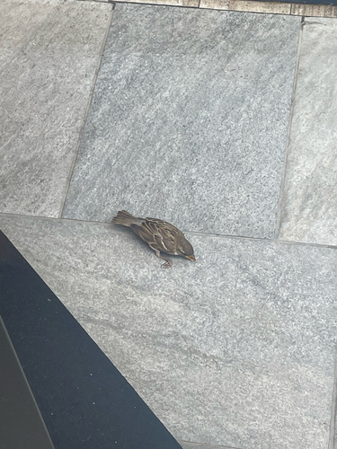 House Sparrow