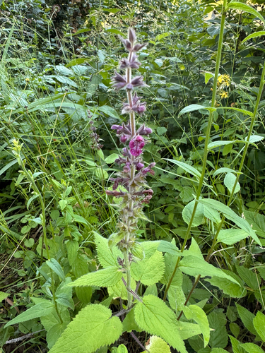 hedge woundwort