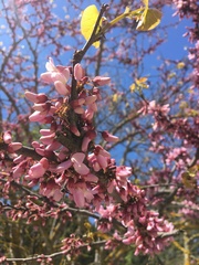 Cercis siliquastrum