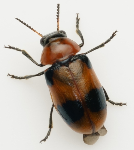 Coptocephala orientalis