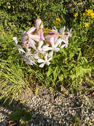 common soapwort
