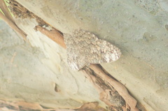 Hamadryas glauconome