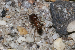 Pheidole capensis