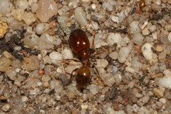 Pheidole capensis