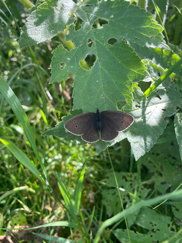 Ringlet