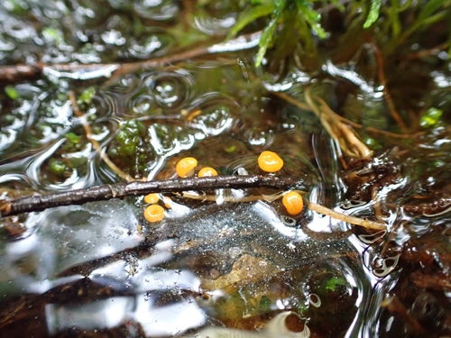 water club mushroom
