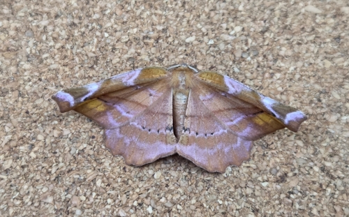 Lilac Beauty