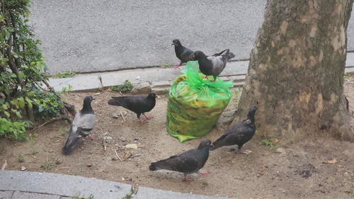 Feral Pigeon
