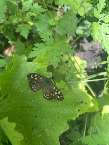 Speckled Wood