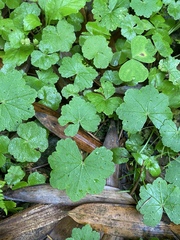 Hydrocotyle nepalensis