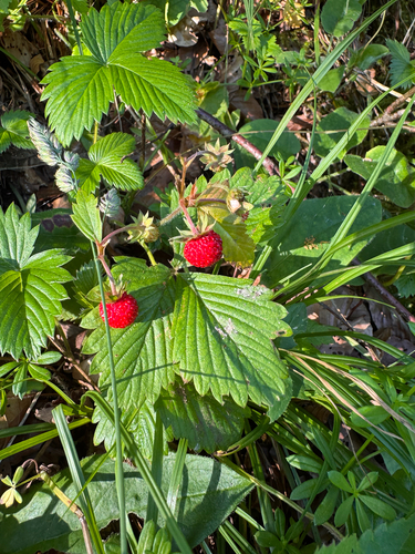 woodland strawberry