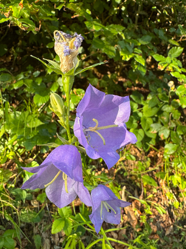 Peach-leaved Bellflower