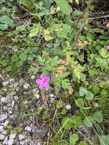 Herb Robert