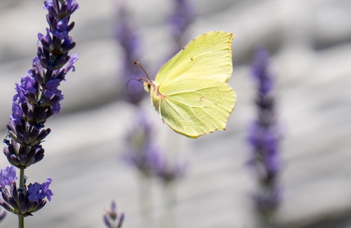 Common Brimstone