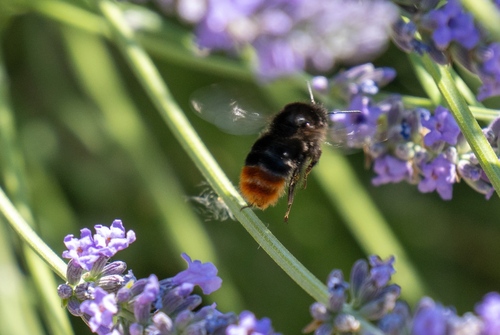 Red-tailed Bumble Bee
