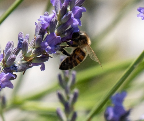 Western Honey Bee