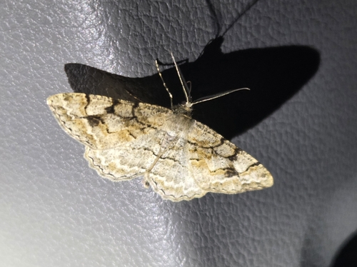 Mottled Beauty