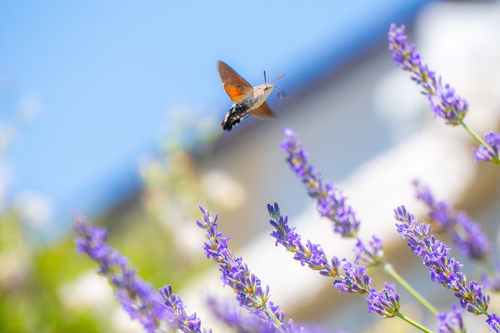 Eurasian Hummingbird Hawkmoth