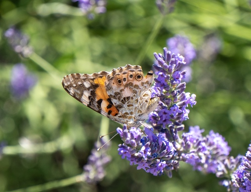 Painted Lady