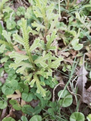 Selaginella repanda