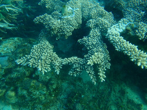 Acropora florida observed 2026-06-26