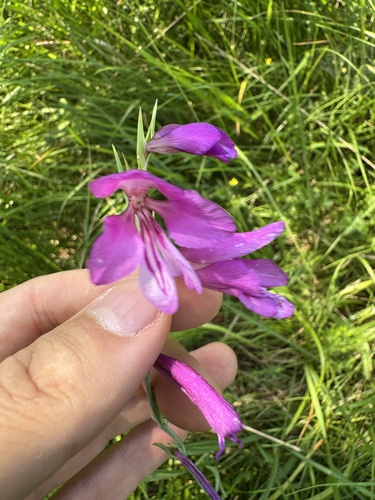 Gladiolus palustris, photograph 5