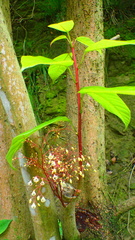 Sterculia monosperma