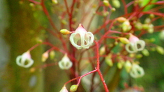 Sterculia monosperma