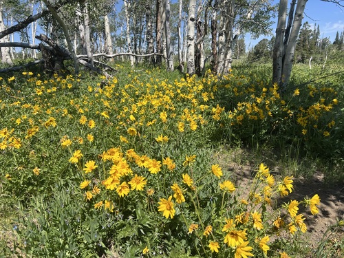 Balsamorhiza hookeri, 2026-06-24