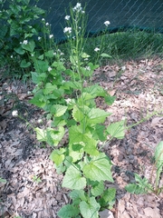 Alliaria petiolata