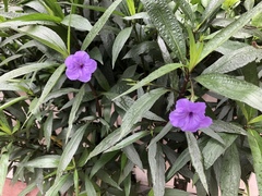 Ruellia coerulea