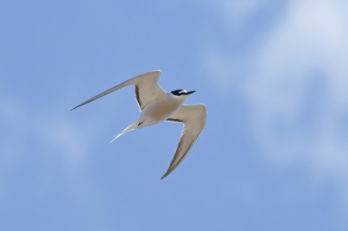 Aleutian Tern (Onychoprion aleuticus), photo 4