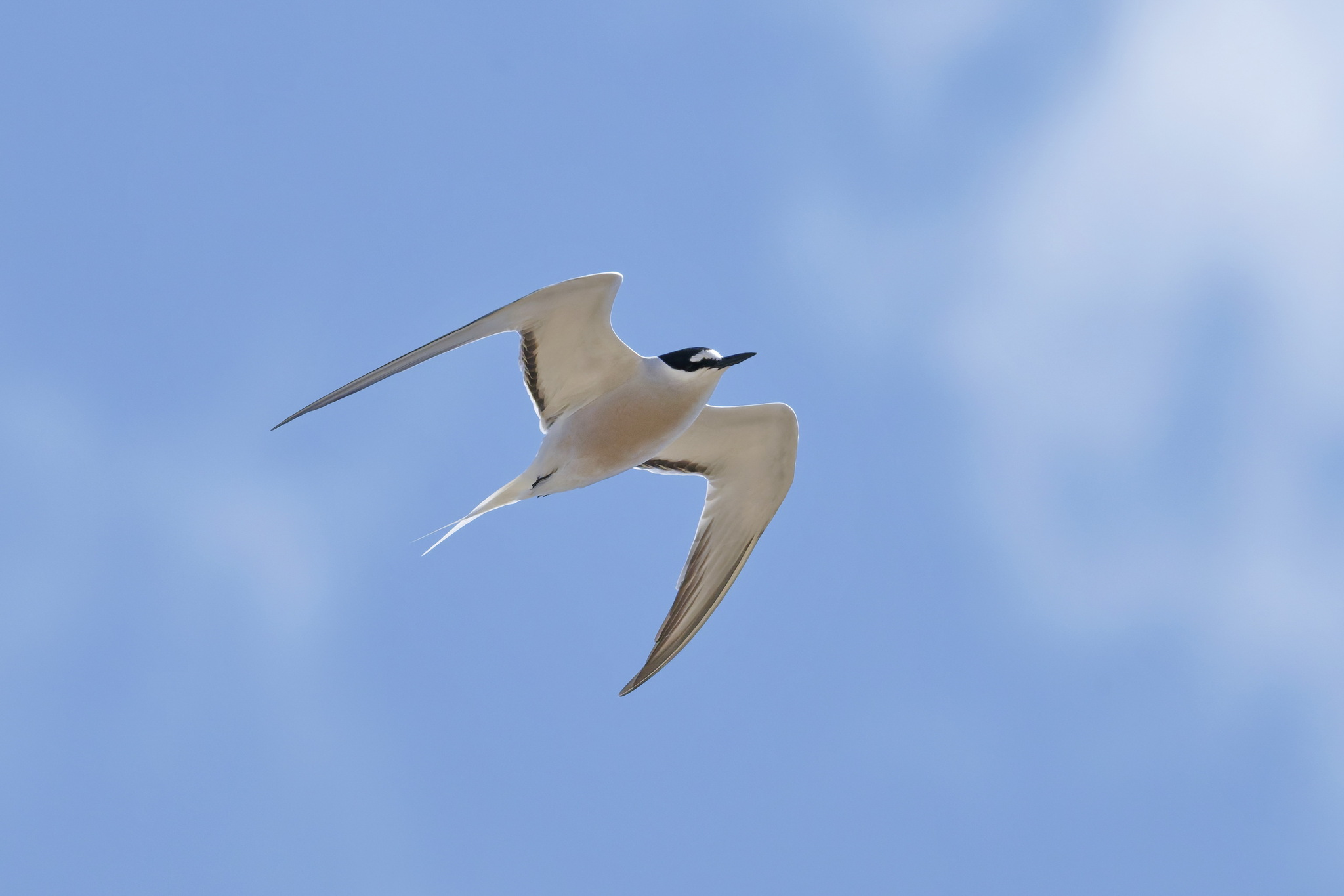 Aleutian Tern (Onychoprion aleuticus), photo 4