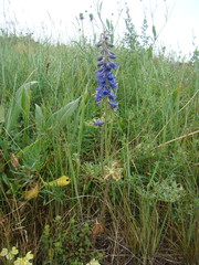 Delphinium schmalhausenii