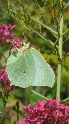 Common Brimstone