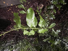 Capparis micracantha