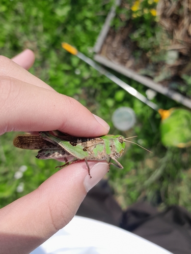 Oedaleus infernalis