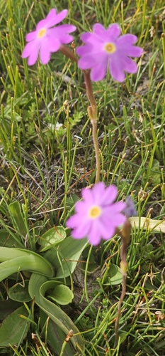 Primula nutans, 2026-06-27